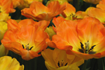 Daydreams tulpen, oranje geel